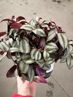 Традесканция Зебрина KR3276 купить в Москве
