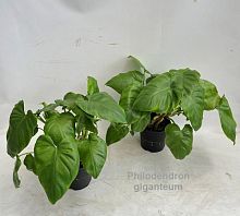 Филодендрон Гигантеум (Philodendron giganteum) KR4103 купить в Москве