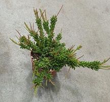 Кактус Рипсалис Мезембриантемум KR12 купить в Москве