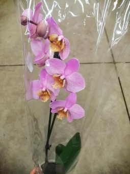 Фаленопсис гибрид орхидея 746
