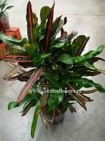 Кодиеум Мамми бранч, кротон Mammy 50-60 см KR879 купить в Москве