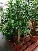 Фикус Бенжамина Нитида штамбовый 160-170 см KR2583 купить в Москве