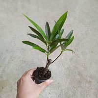 Кодиеум (кротон) Экскуренс штамб KR3848 купить в Москве