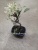 Яблоня Бонсай 16см https://corzinaflowers.ru/catalog/komnatnye_rasteniya_i_tsvety/bonsay/yablonya_bonsay/4527/