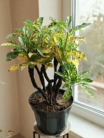 Кодиум Вариегата бонсай KR4039 купить в Москве