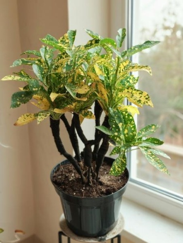 Кодиум Вариегата бонсай KR4039 купить в Москве