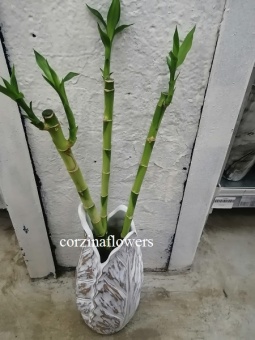 3 Бамбука Лаки в Вазе Листок в подарок 10 https://corzinaflowers.ru/catalog/komnatnye_rasteniya_i_tsvety/3895/