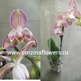 Орхидея Фаленопсис Гибрид 78 https://corzinaflowers.ru/catalog/komnatnye_rasteniya_i_tsvety/1429/