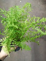 Атириум Виктория KR4109 купить в Москве