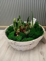 Нарциссы луковицы в корзине Праздник KM776 купить в Москве