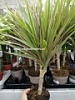 Драцены в горшках Драцены в горшках