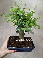 Бонсай Лигуструм в керамике 20-25 см KM471 купить в Москве