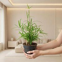 Аспарагус Фалкатус папоротник KR270 купить в Москве