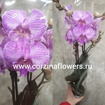 Фаленопсис Биг Лиф Розе 12 https://corzinaflowers.ru/catalog/komnatnye_rasteniya_i_tsvety/1837/