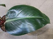 Филодендрон Империал Ред KR617 купить в Москве