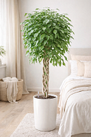 Фикус бенжамина Экзотика переплетенный 90-110 см KR2595 купить в Москве