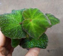 Бегония листовая Соли Мутата KR4065 купить в Москве