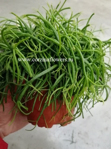 Кактус Рипсалис Кассута Кассера KR915 купить в Москве