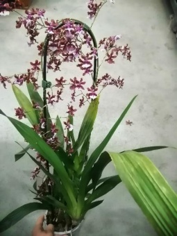 Онцидиум Черри бэби каскад орхидея 12см