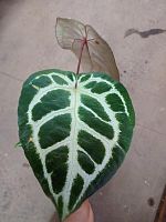 Антуриум Пинк Блаш DZ1013 купить в Москве