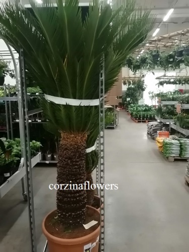Цикас Революта саговая пальма160-180см KR1726 купить в Москве