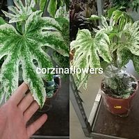 Фатсия японская Спайдер Веб KR1570 купить в Москве