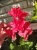 Азалия нэп-хилл Набукко цветение https://corzinaflowers.ru/catalog/sazhentsy_lukovitsy_dlya_sada_balkona/dekorativnye_derevya_i_kustarniki/azaliya_rododendron_sazhentsy_dlya_sada/4781/