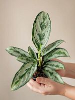 Аглаонема Амазон Сильвер KR1556 купить в Москве