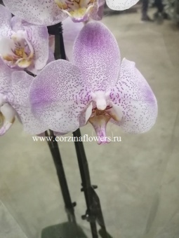 Орхидея Фаленопсис Алборг О27 купить в Москве