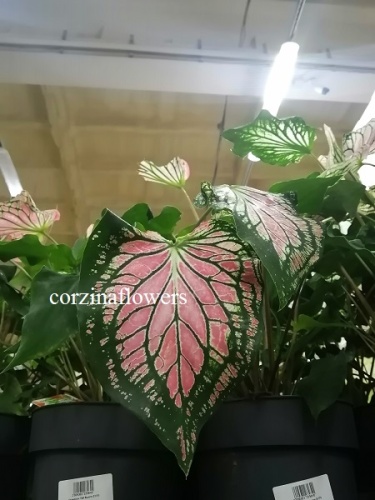 Каладиум Тай Бьюти KR1392 купить в Москве