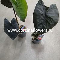 Алоказия Блэк Корал KR1230 купить в Москве