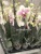 Фаленопсис Октопус орхидея 2 ст https://corzinaflowers.ru/catalog/komnatnye_rasteniya_i_tsvety/orkhidei_komnatnye/orkhideya_falenopsis/4625/
