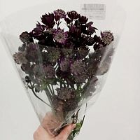 Астранция (Астрантия) Стар оф Лав срезка SR1098 купить в Москве