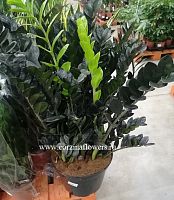 Замиокулкас черный  Давон 100-120 см KR599 купить в Москве