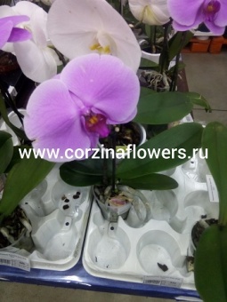 Орхидея фаленопсис синголо розовый 12