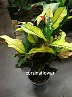 Кодиеум Вилма, кротон Wilma 50-60см KR2406 купить в Москве