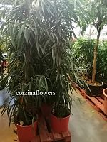 Фикус биннедика Али 190-210 KR1382 купить в Москве