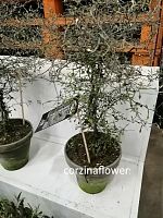 Корокия Котонеастер 40-50см KR2439 купить в Москве