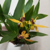 Энциклия Кохлеата Желтая орхидея О930 купить в Москве