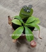 Непентес Алата хищное растение KR2274 купить в Москве