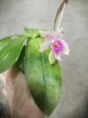 Виолоцея орхидея О570 купить в Москве