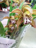 Цимбидиум Тигровый орхидея О529 купить в Москве