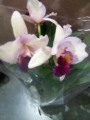 Каттлея бело-розовая с фиолетовой губой орхидея О566 купить в Москве
