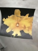 Каттлея Голден Делайт орхидея О724 купить в Москве