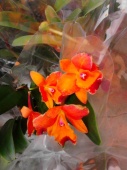 Орхидея каттлея Potinara оранжевая О559 купить в Москве