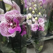 Орхидея Фаленопсис 2 цв Тоши О87 купить в Москве