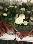 Роза патио Белая Перл в горшке DZ434 купить в Москве