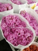 25 штук розовых Гиацинтов Фондан срезка SR271 купить в Москве