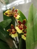 Колманара Пацифик Сансет орхидея О2638 купить в Москве