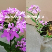 Орхидея Эпидендрум Центропеталум розовый О94 купить в Москве